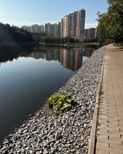 тыква на берегу большого солнцевского пруда